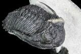 Two Hollardops Trilobites - Fantastic Display #108692-6